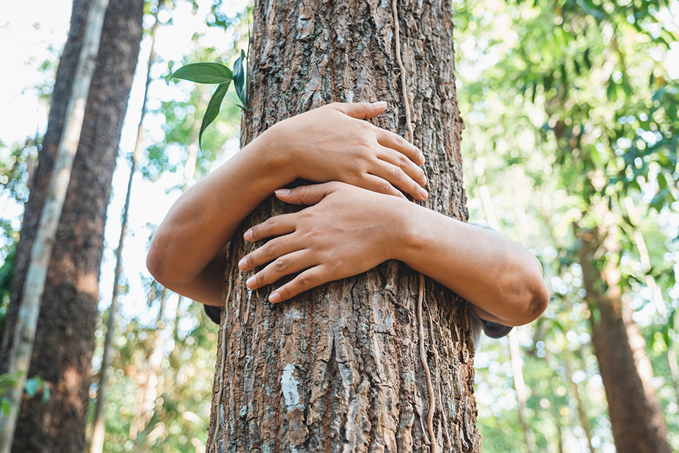 Arme, die einen Baum umarmen
