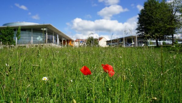 Blumenwiese vor dem Humboldtbau