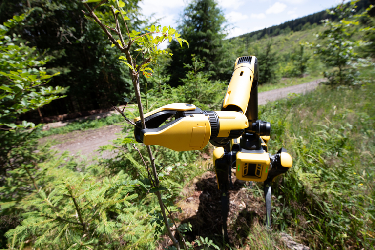 Ein Roboter unterstützt beim Pflanzen von Setzlingen im Wald